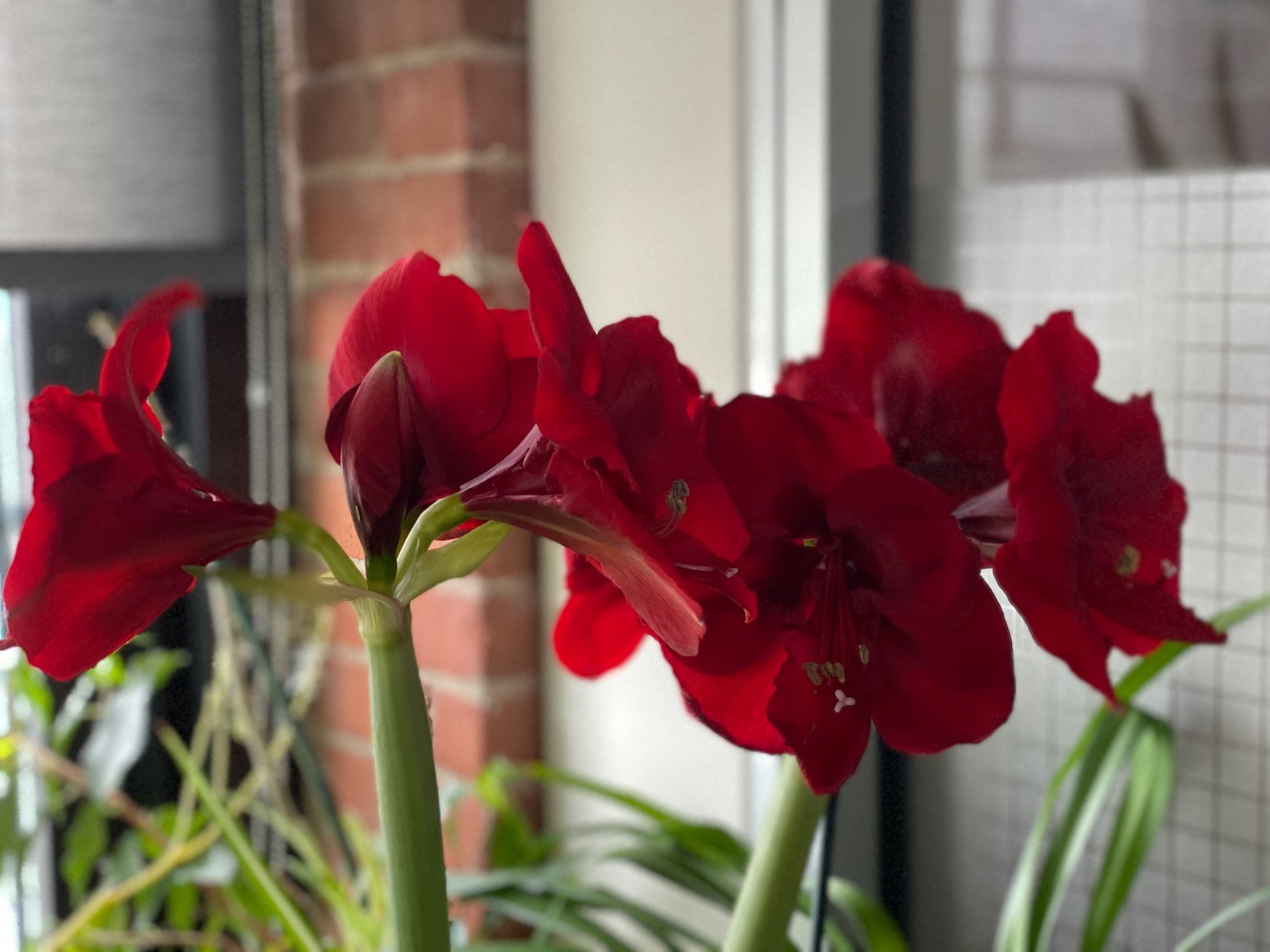 flowers - amaryllis december 11 2022.jpeg