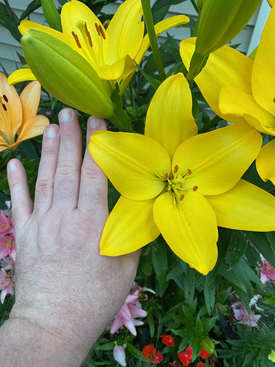 flowers - asian lilies july 03 2023 02.jpeg
