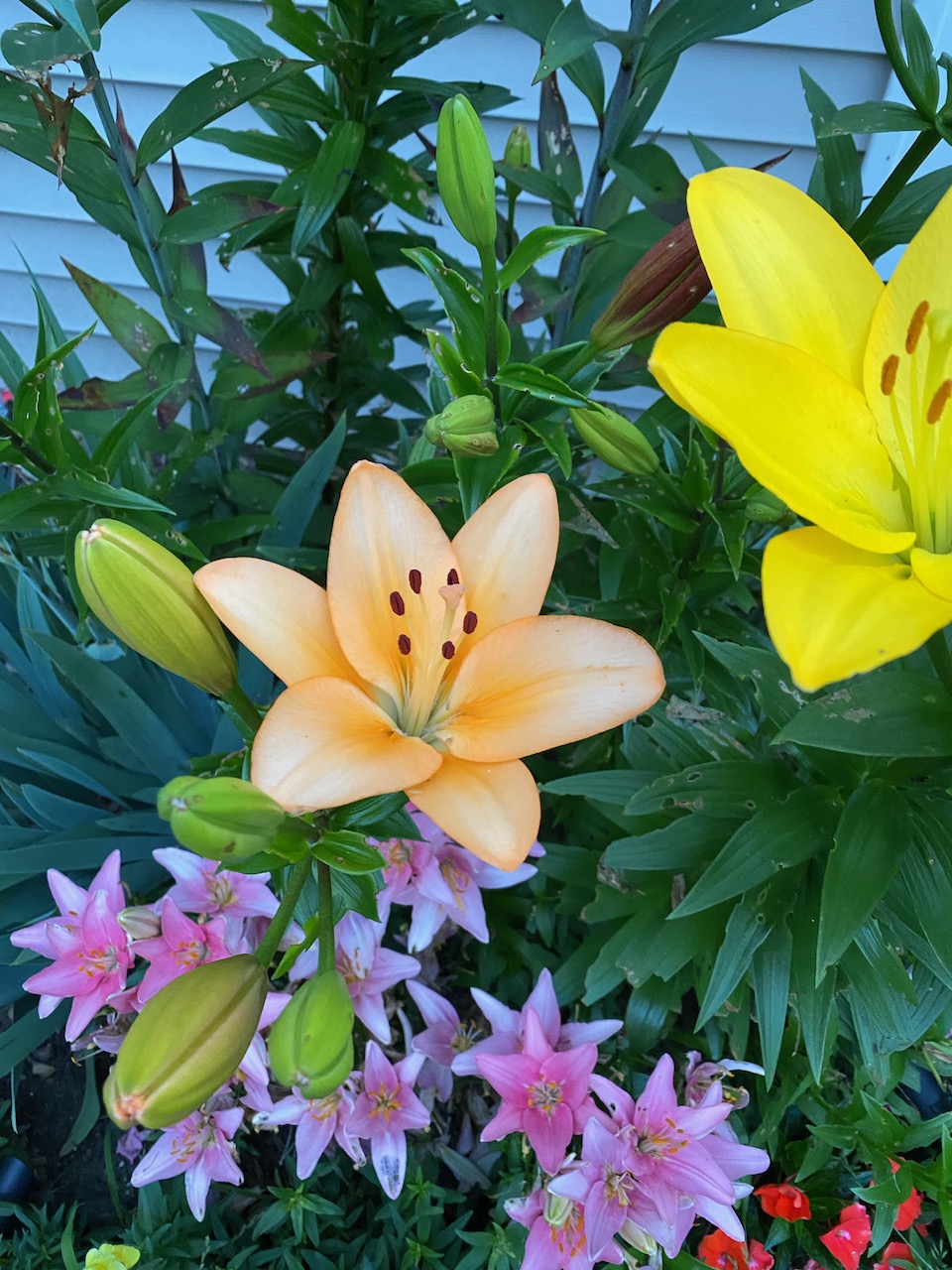 flowers - asian lilies july 03 2023 03.jpeg