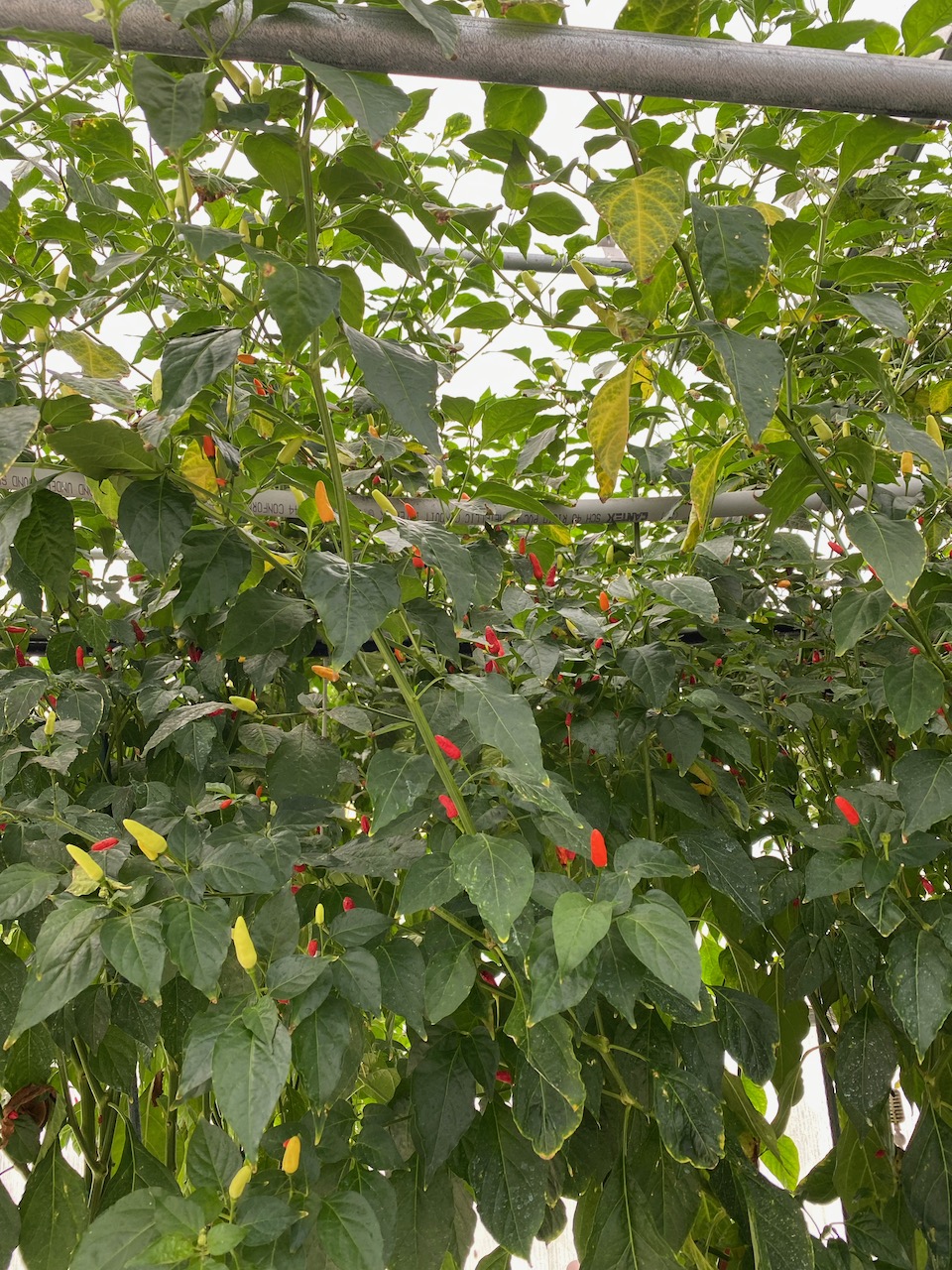 avery-island-la-breeding-facility-02