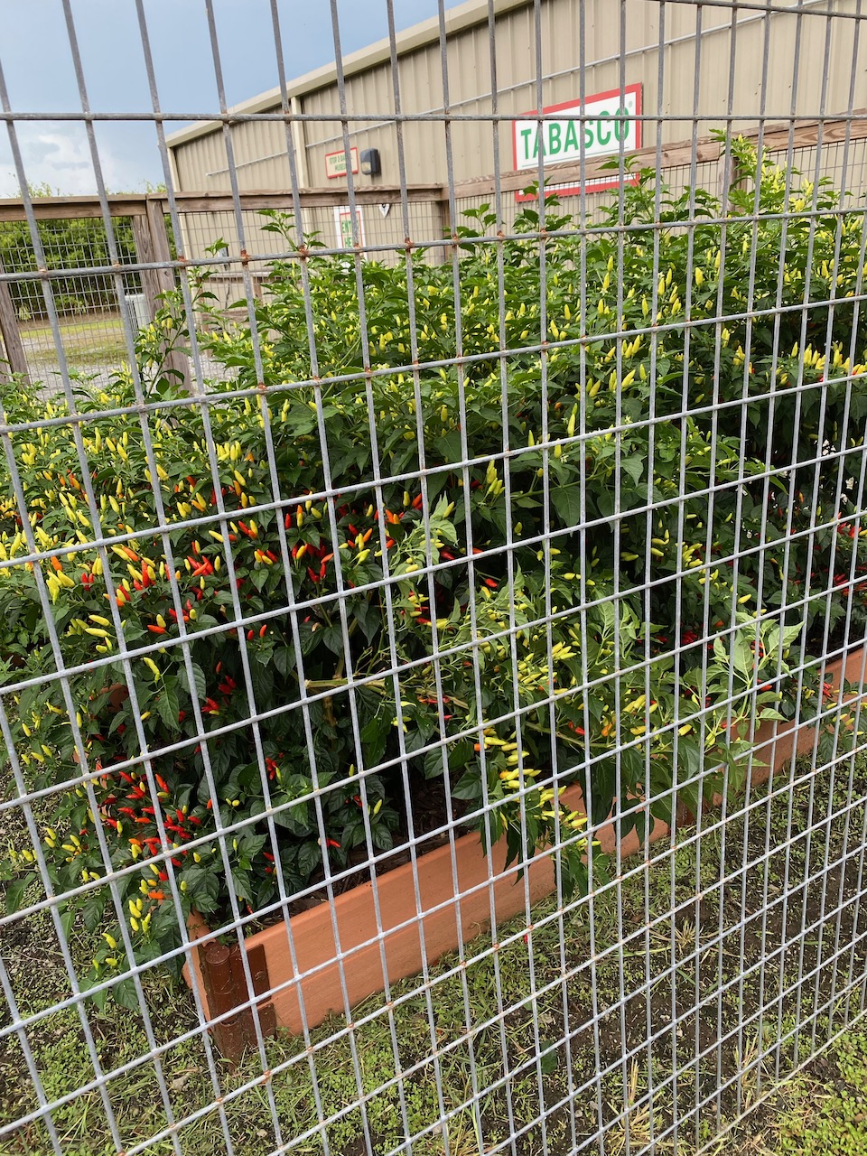 avery-island-la-breeding-facility-05