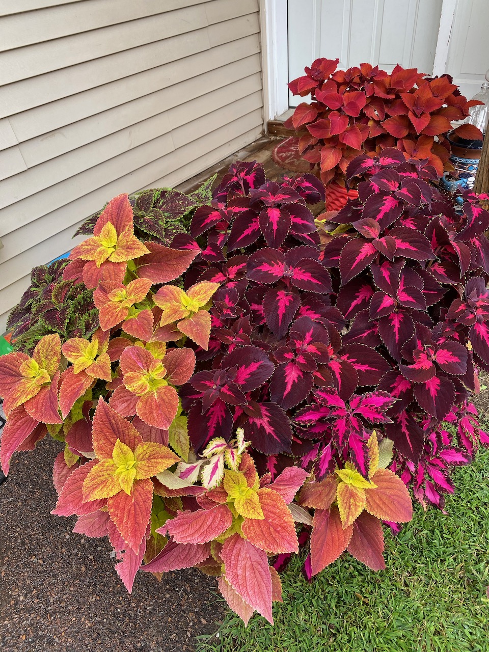 flowers - coleus august 2020.jpeg