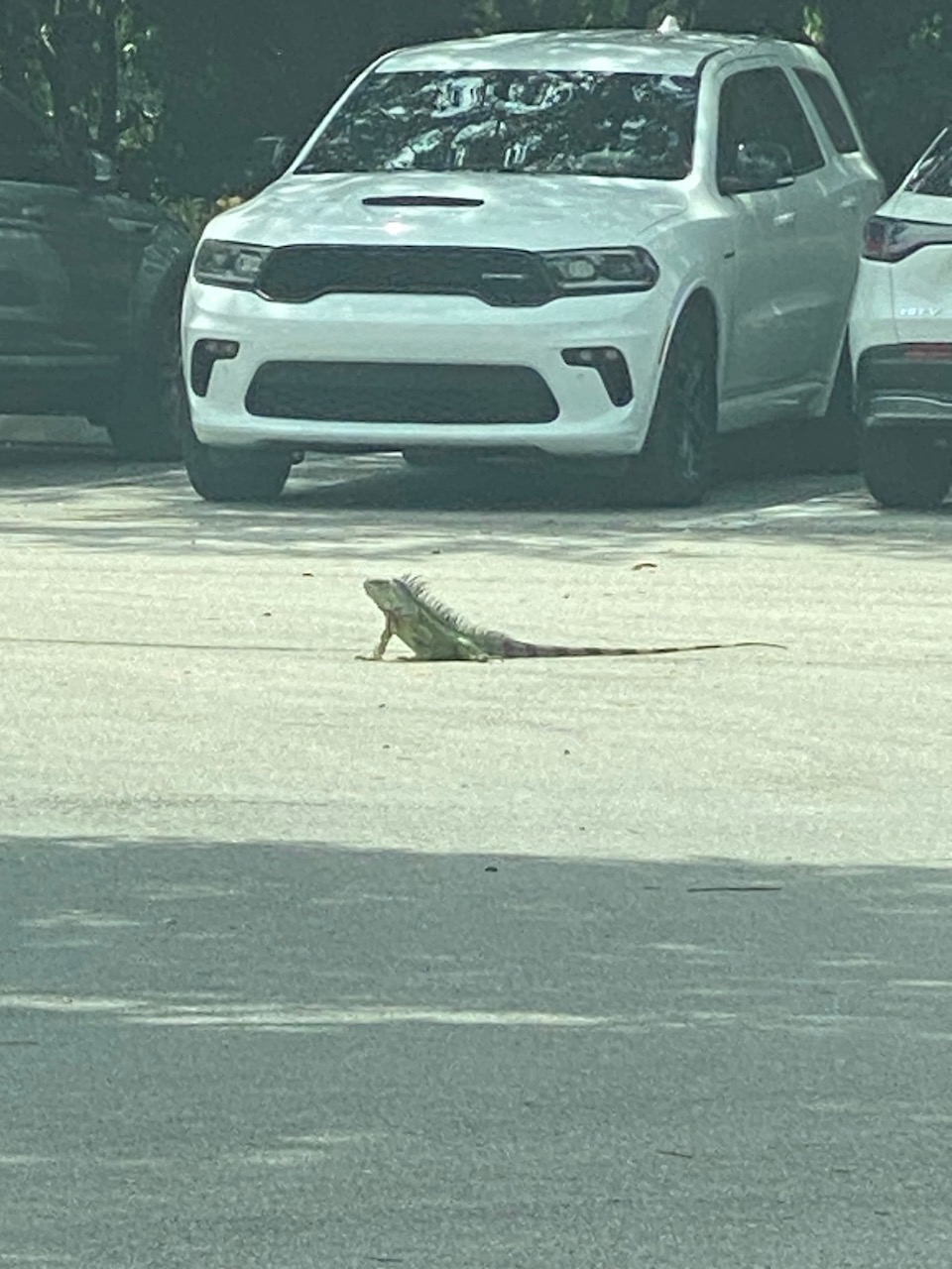 florida-iguana