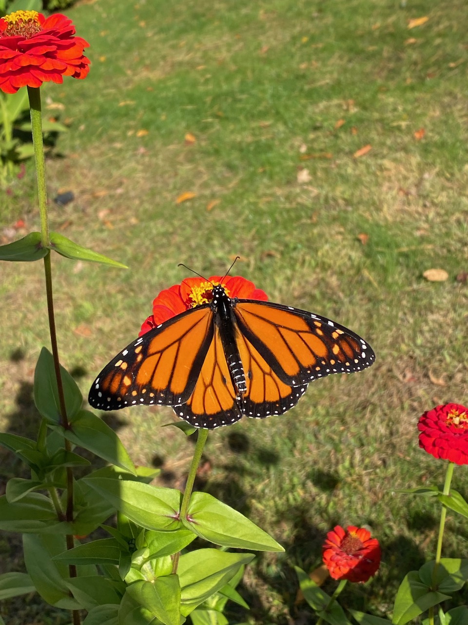 flowers - monarch butterfly on zinnia october 15 2022 01.jpeg