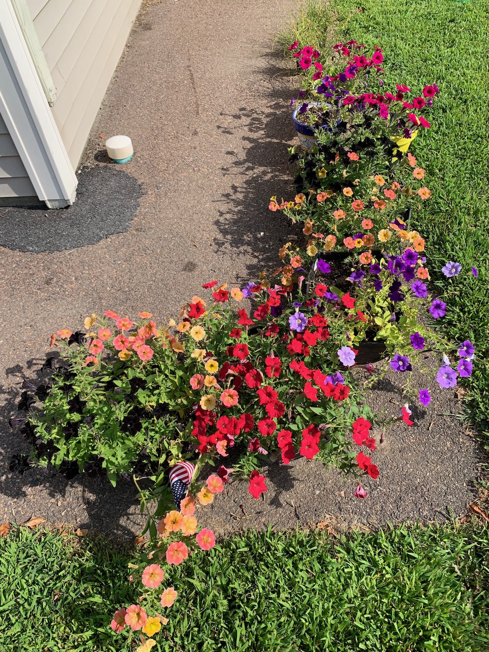 flowers - petunias august 2019.jpeg