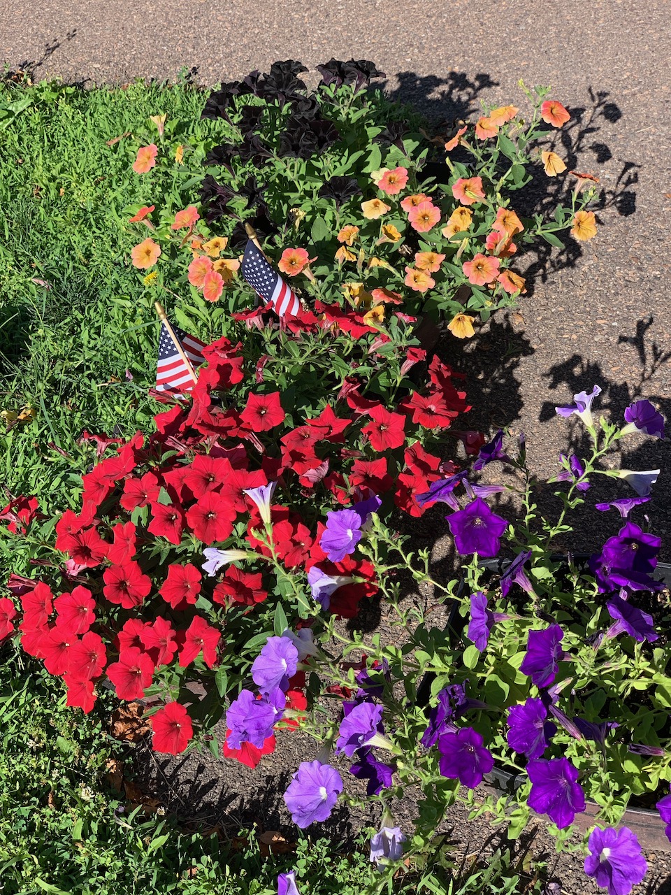 flowers - petunias july 4th 2019.jpeg