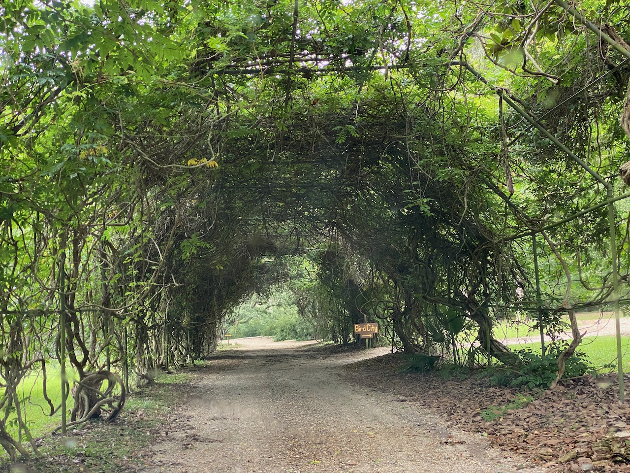 avery-island-la-wisteria-arch-01